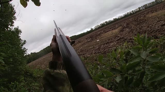Охота на вяхиря. Отличная вечерка!!