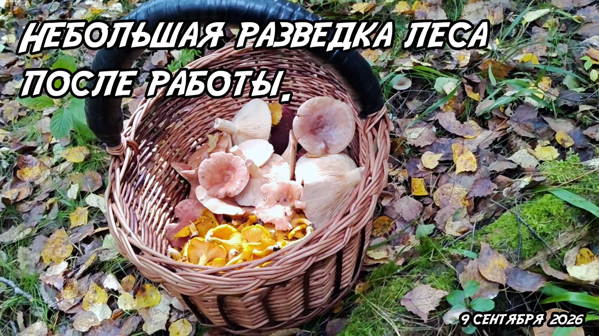 Небольшая разведка леса после работы. 9 сентября 2026