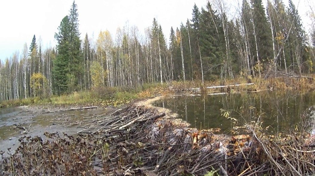 80 дней в тайге  3 2023. Пушной промысел. Видеодневник