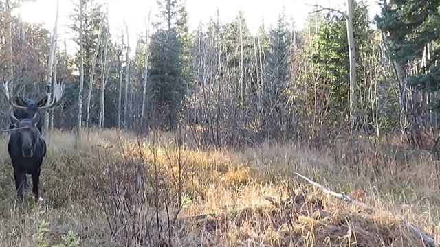 Гон лосей