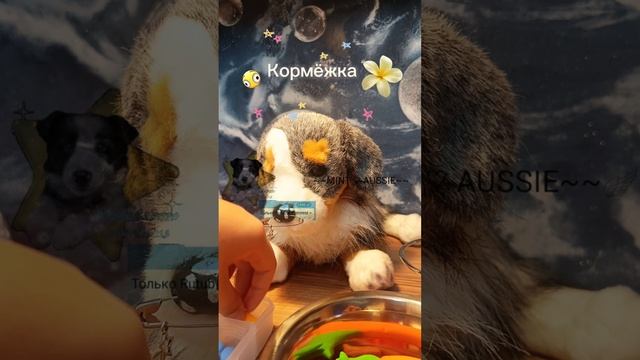 //MINT AUSSIE\\ Кормёжка ! описание