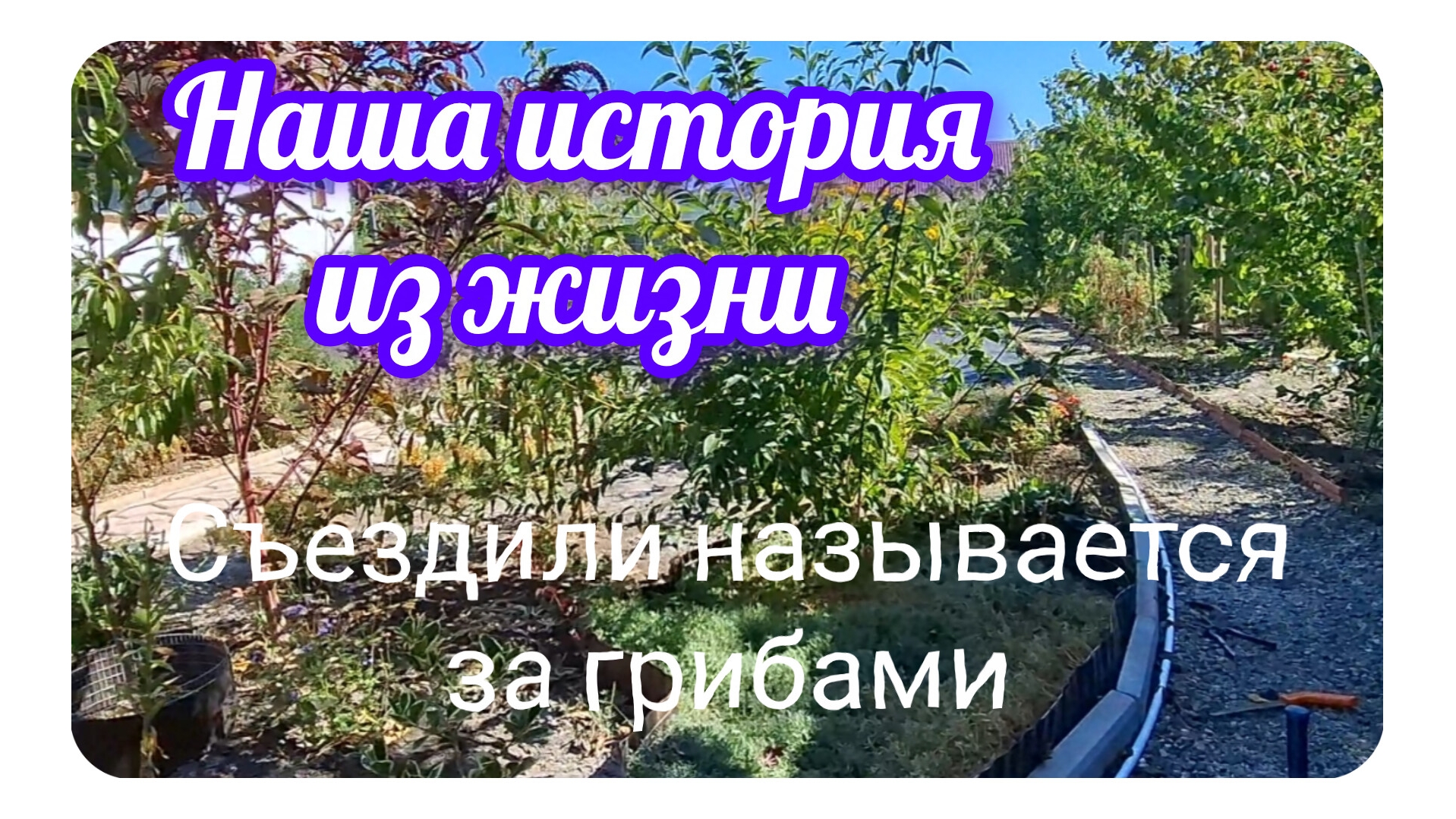10-09-2026/ Наша история/ Съездили за грибами называется/ Живём и работаем на Кубани/ Переезд на юг/
