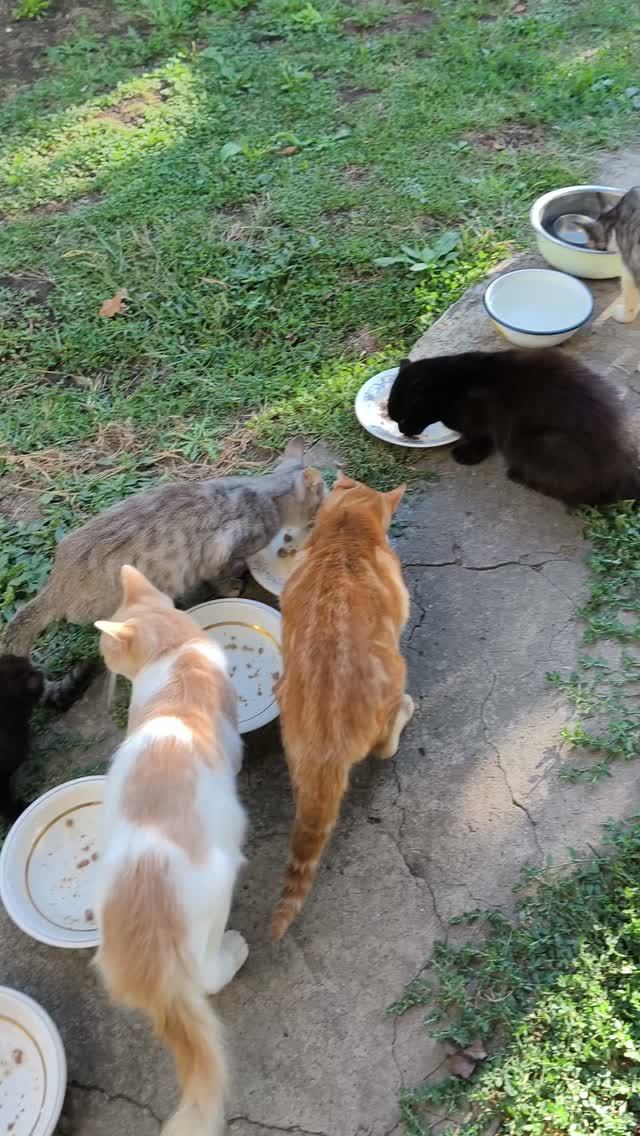 Совместный обед🐈🐈🐈