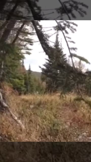 Видео гон лосей