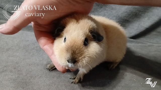 Американский тедди кремовый, калифорнийский с чёрными поинтами