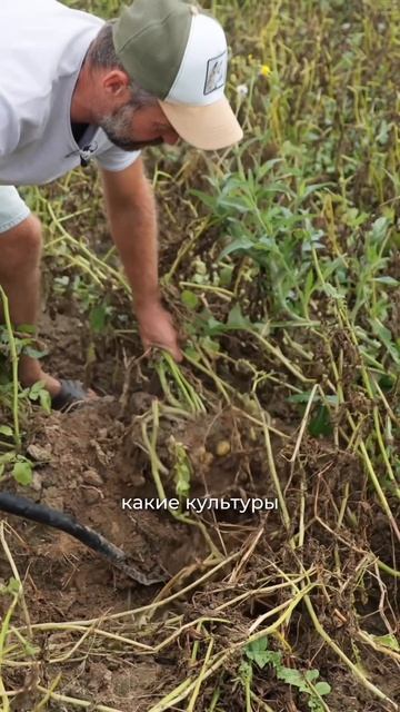 🥕 КОГДА УБИРАТЬ УРОЖАЙ? НЕ СПЕШИМ И НЕ ОПАЗДЫВАЕМ!