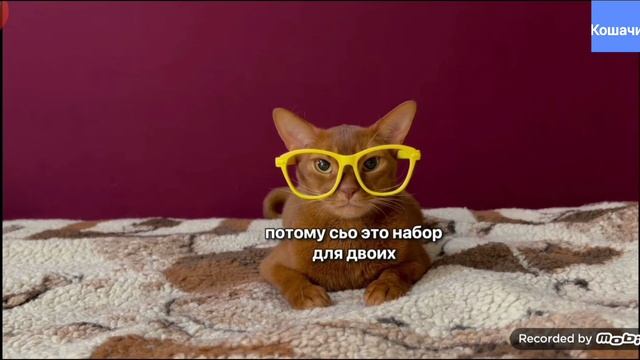 Мой фрагмент Кошачий 1, надеюсь котинет заметит