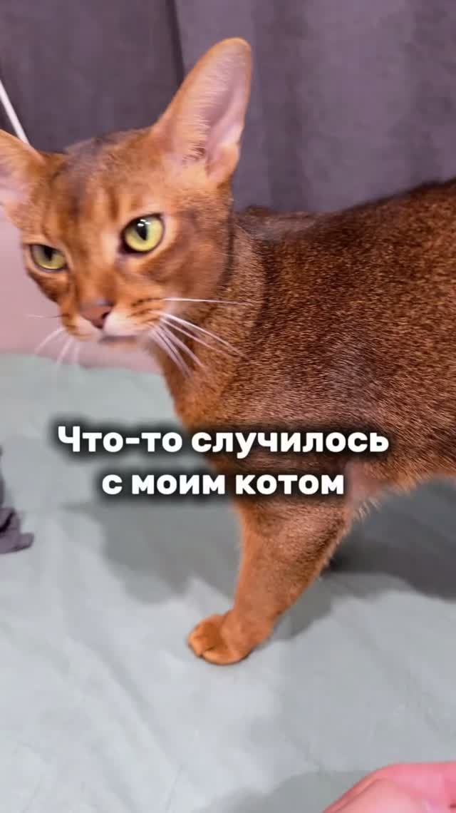 Отправил видео ветеринару