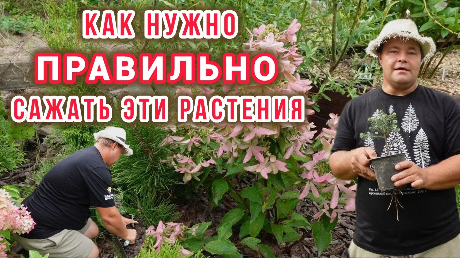 Как посадить и чем подкормить - именно эти два вопроса чаще всего вы задаете, если заходит речь о ки