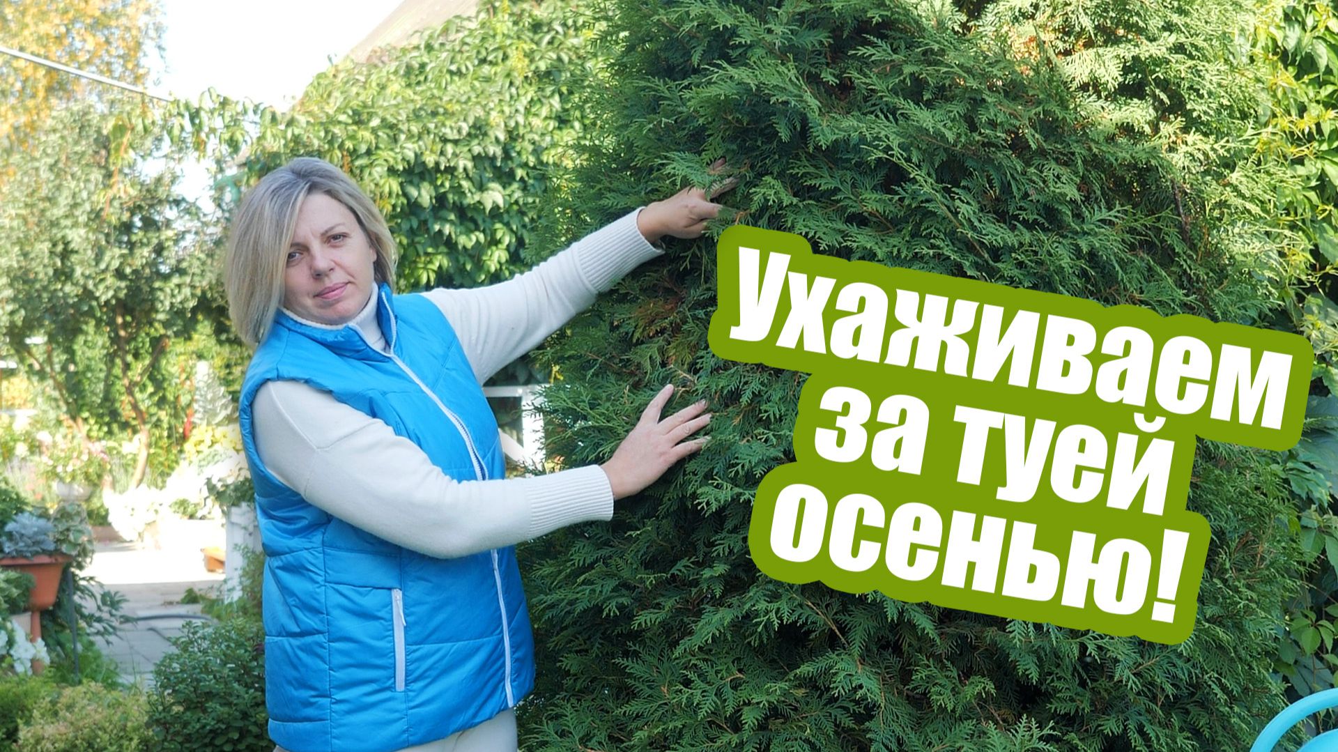 Готовим тую к зимовке уже сейчас! Главные работы с туей осенью