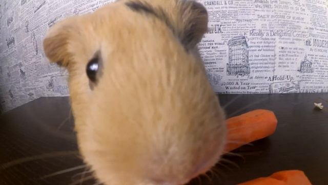 Морские свинки. Топ 10 любимой еды  SvinkiHotel