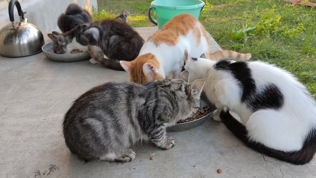 Вернулся Уголёк с клипсой! Котята привыкают к стае.
