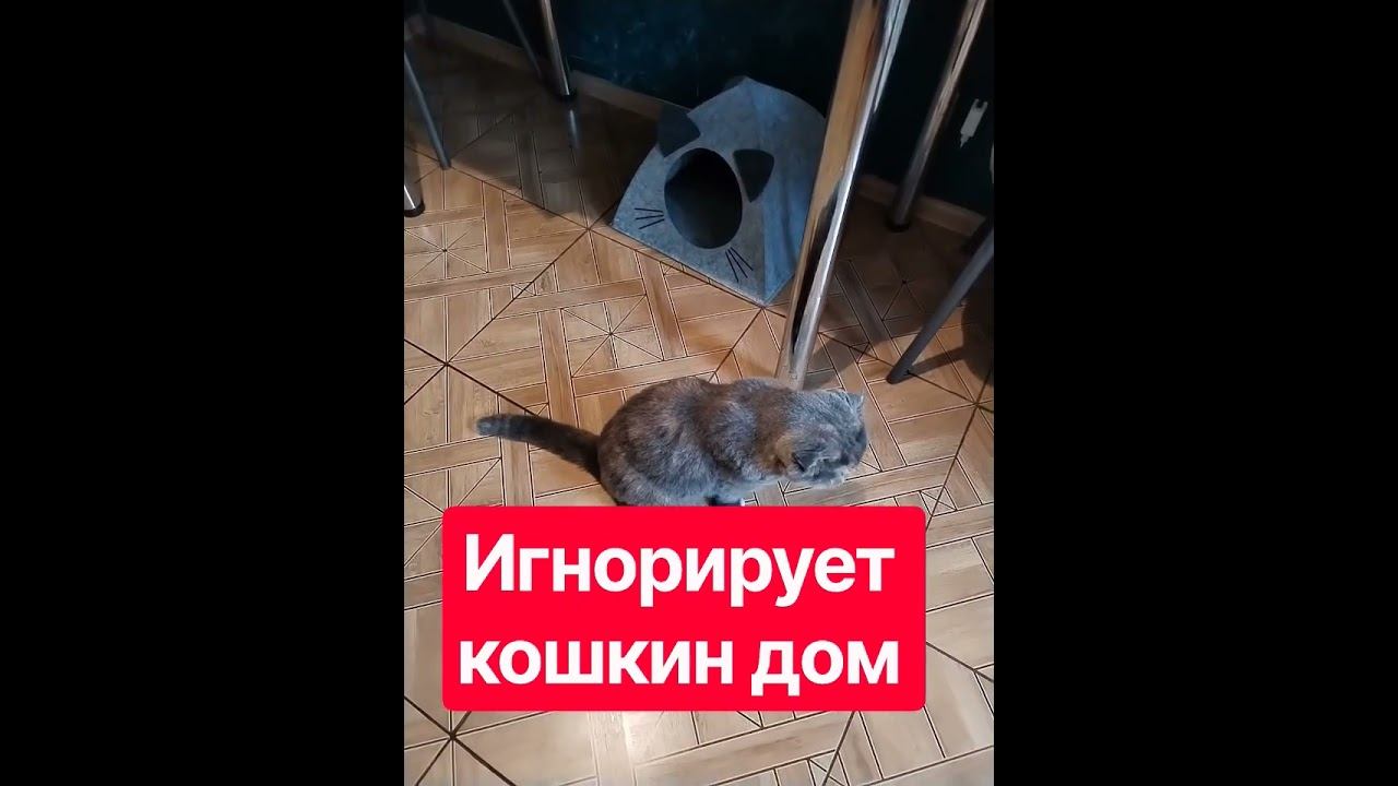 Зря купила домик Кэсси