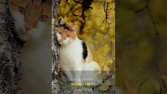 1000006705.mp4 Осень