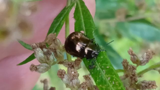 Листоед окаймлённый (Chrysolina Limbata)