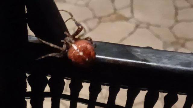 Паук-крестовик четырёхпятнистый, или  красный крестовик (Araneus Quadratus)