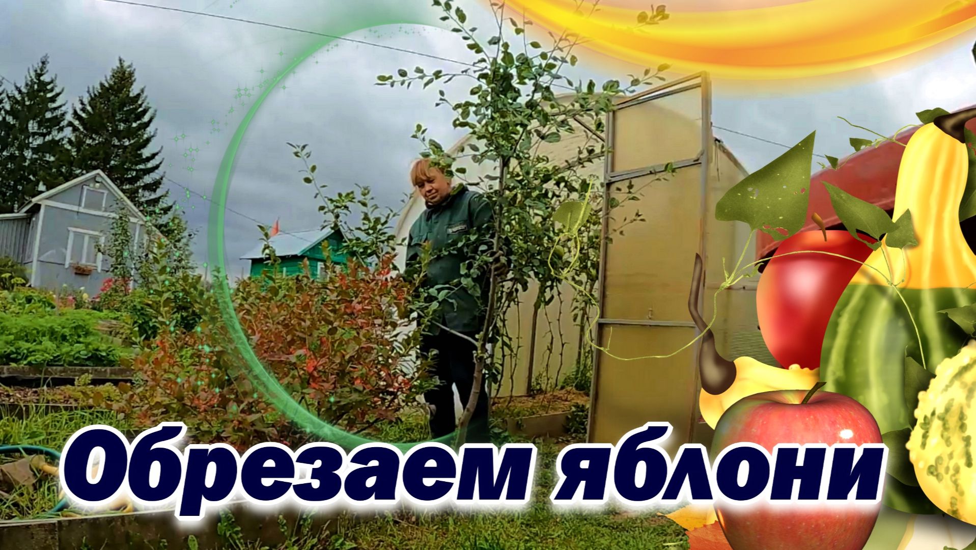 Собираем последние овощи и обрезаем яблони