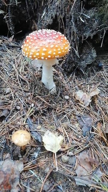 Мухомор 🍄.