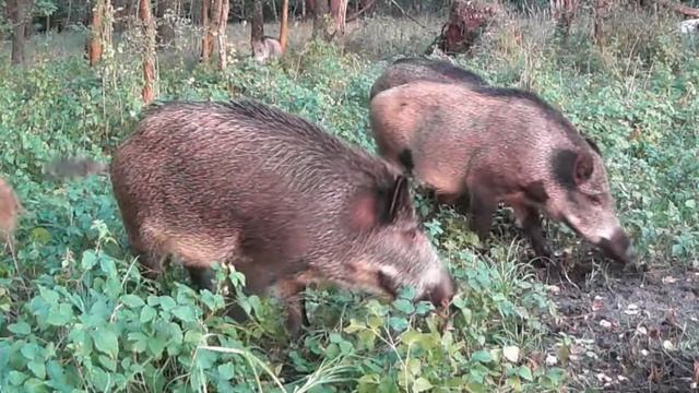 Кабаны видео фото ловушки