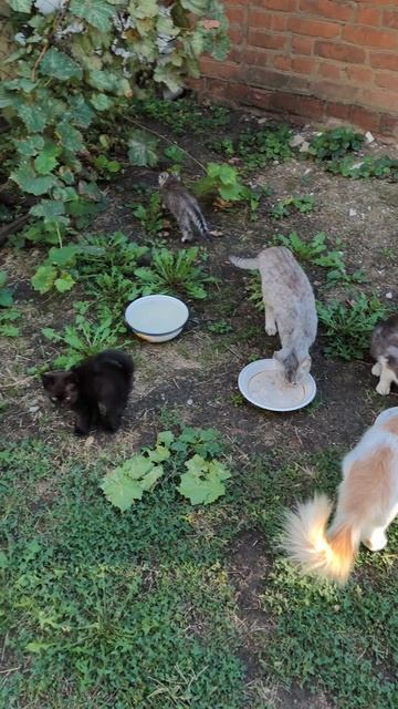 Суббота 12 сентября 🐈⬛🐈🐕🐈