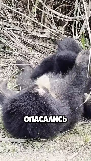 С ХОЛОДНЫМ ОРУЖИЕМ НА МЕДВЕДЯ: Забытый подвиг!