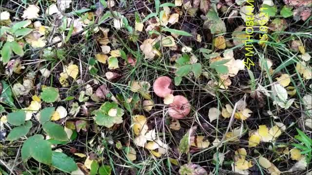 ⚡МГНОВЕНИЯ⚡ 15.09.21