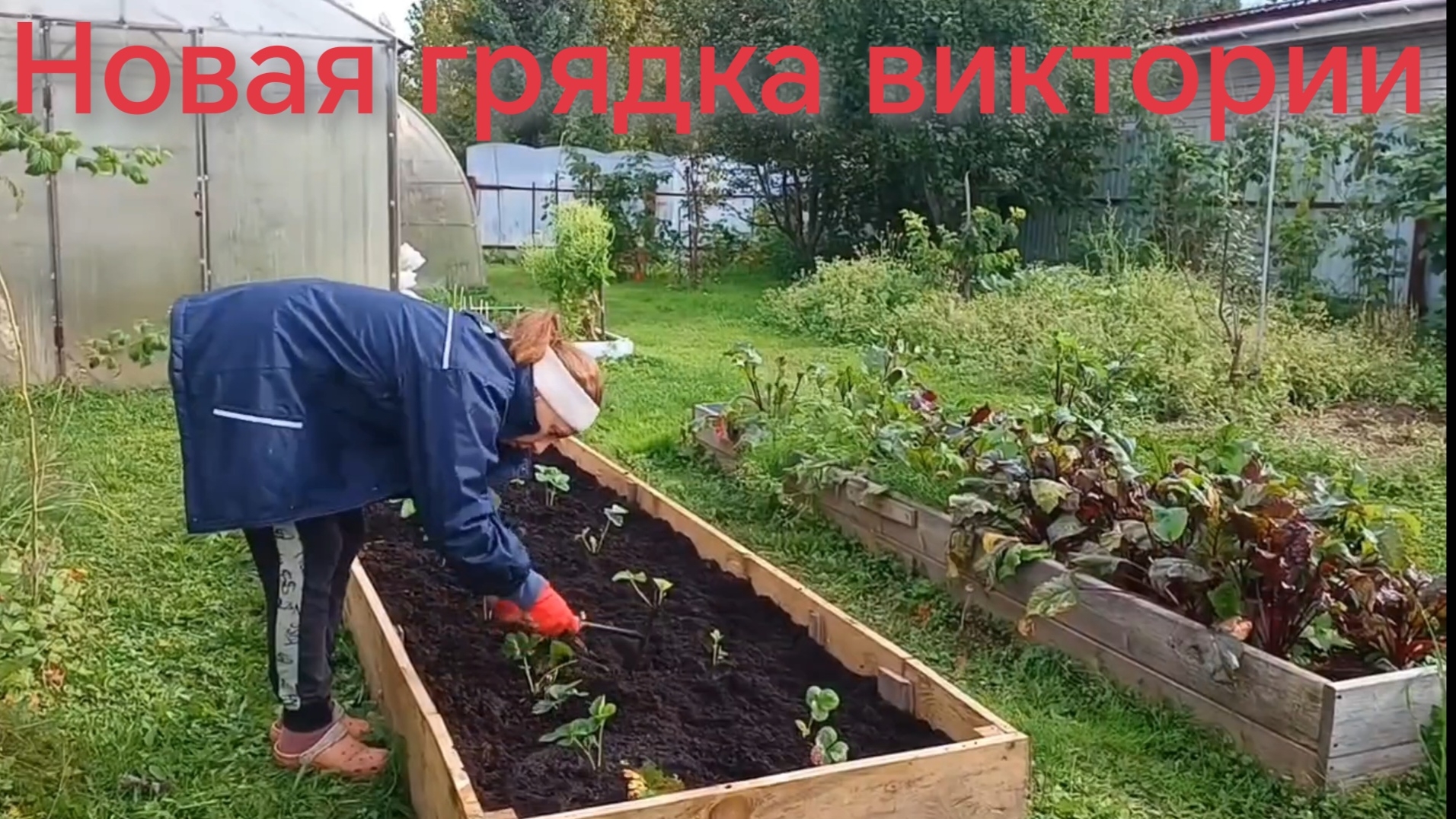 Новая грядка виктории готова. 11-09-2026