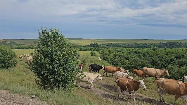 Вёсла и пчелы..