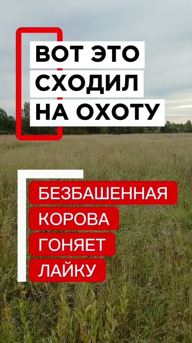Агрессивная корова гонит лайку 😲