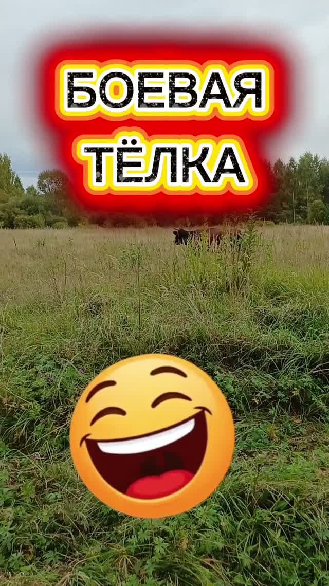 Боевая тёлка, для охраны на дачу 😅