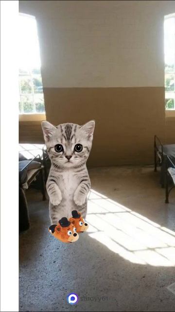 Поясняю на котятах