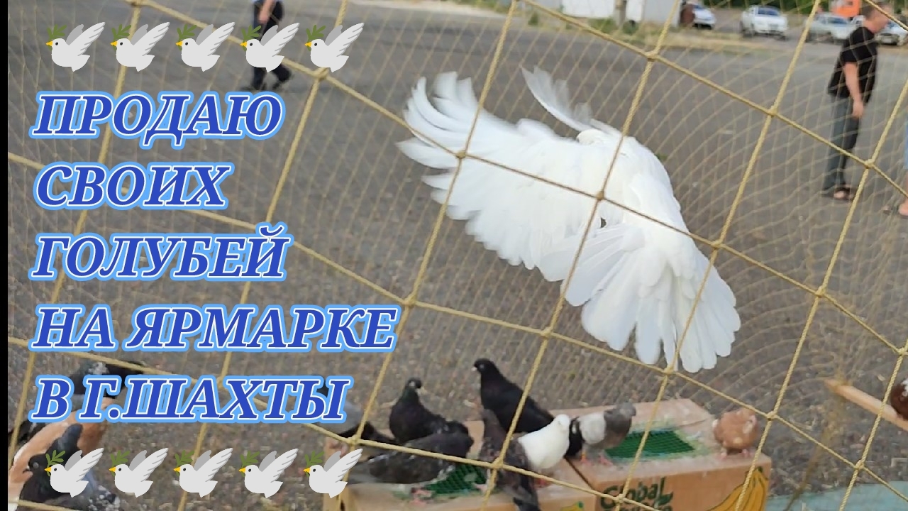 🕊️🕊️🕊️ Продаю своих голубей на ярмарке в г.Шахты. Птичий рынок 06.09.26.