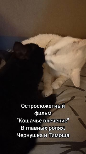 Кошачье влечение #чернаякошка #белыйкот #юмор #rochevpress #кошачьивидео