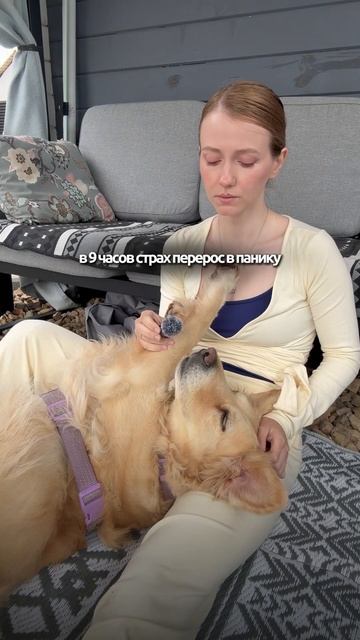 Дневник собаки с тревогой одиночества  кинолог собака охранадома животные суперсобака собаки