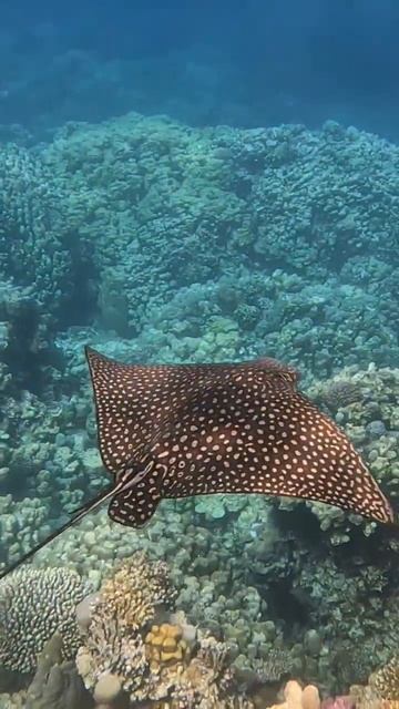 #eagle Ray (орляковый скат) 🐟 Stella Makadi Beach Hurghada Egypt