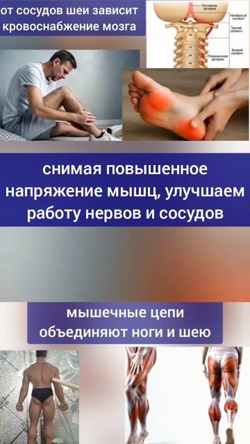 Проблемы с шеей, коленями, стопами? Освободите нервы и сосуды, восстановите мышцы