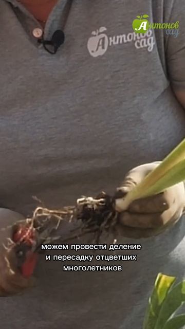 Какие цветы сажать осенью?