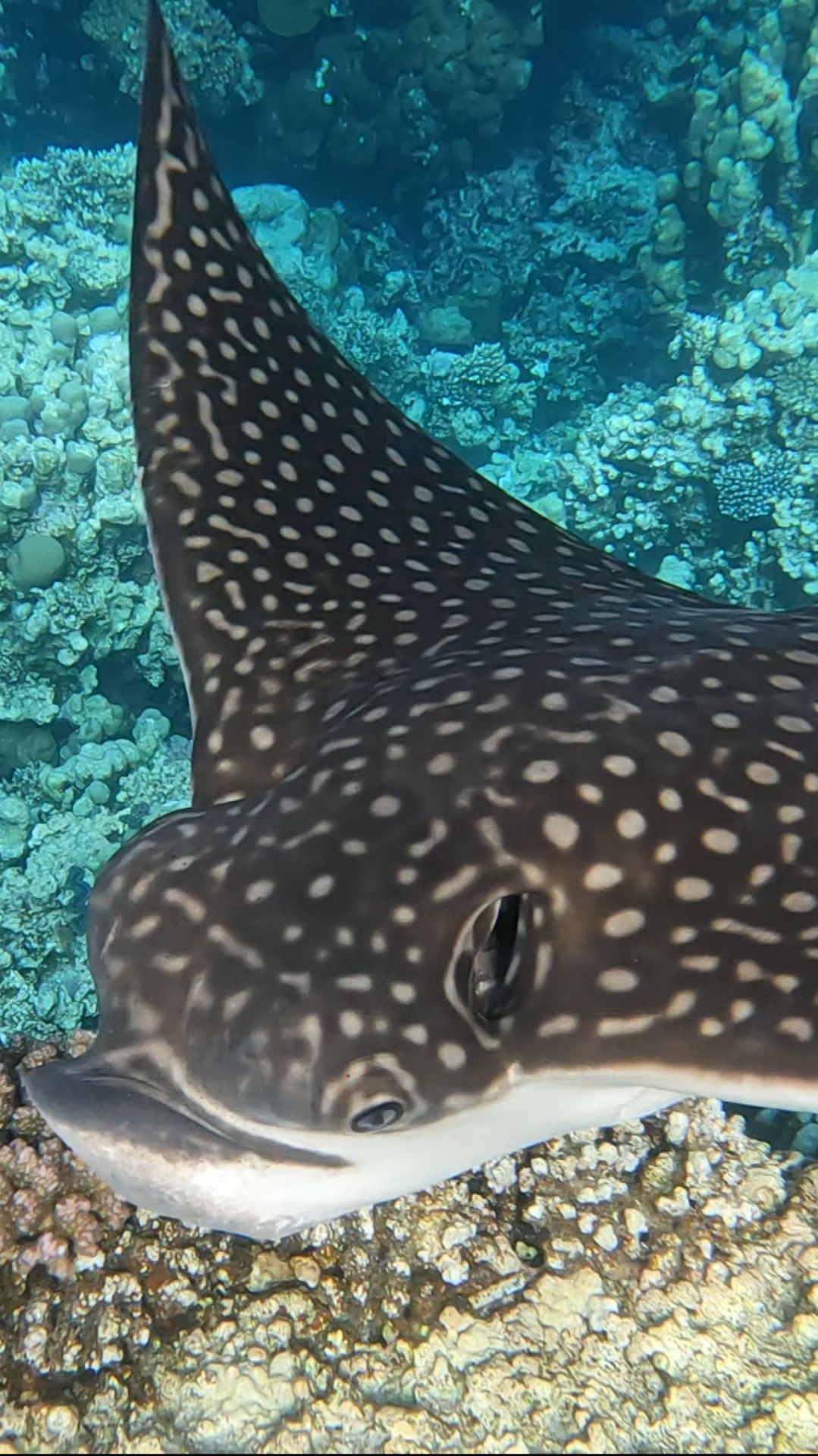 #eagle Ray (орляковый скат) 🐟 Stella Makadi Beach Hurghada Egypt (1)