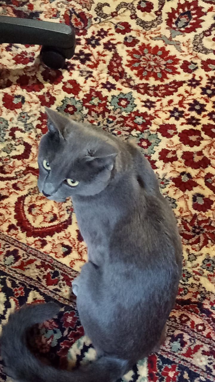 Кот Атос передаёт всем привет!!! #shorts #котатос #животные #коты #атос