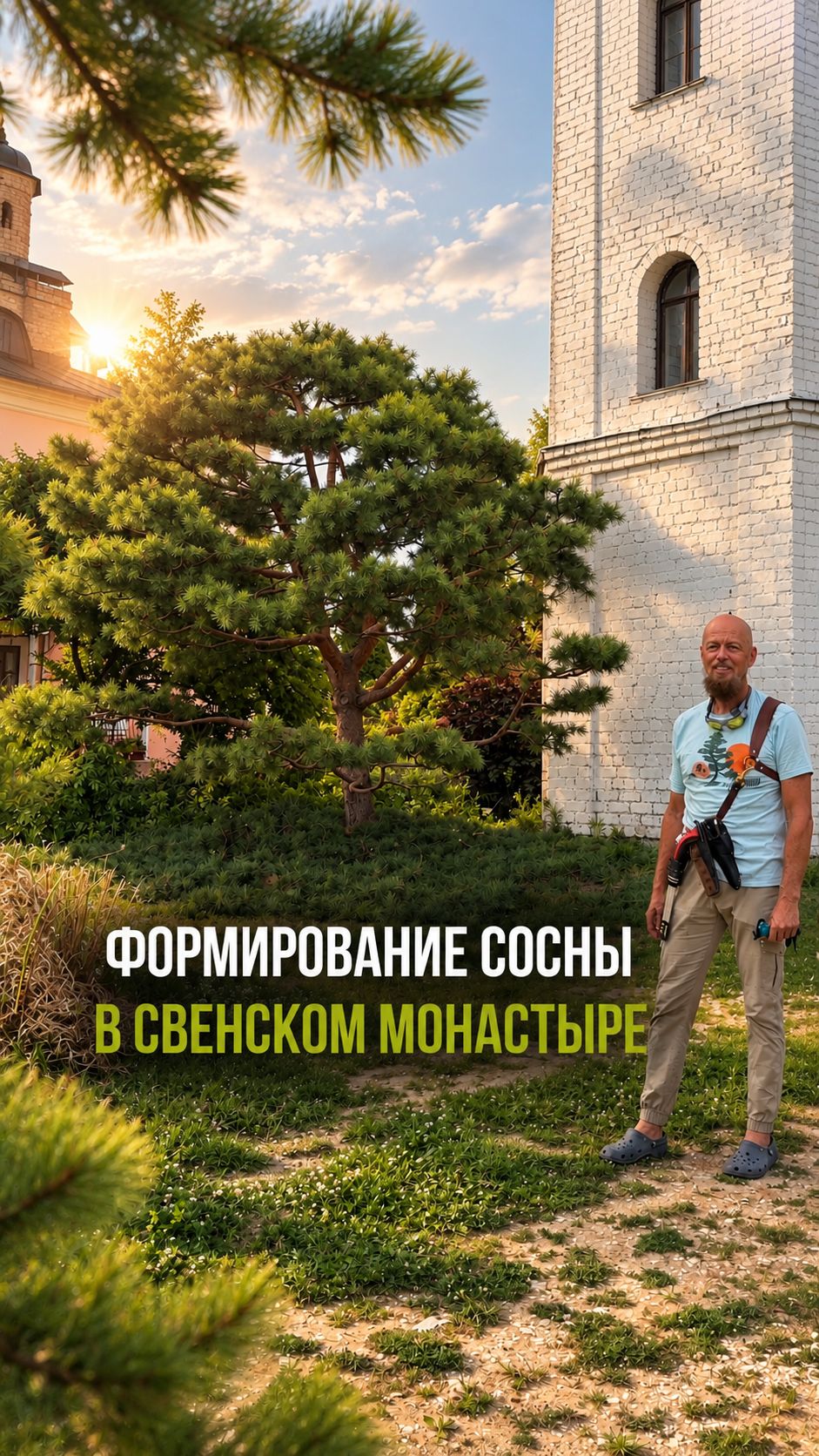 Формирование сосны в Свенском монастыре