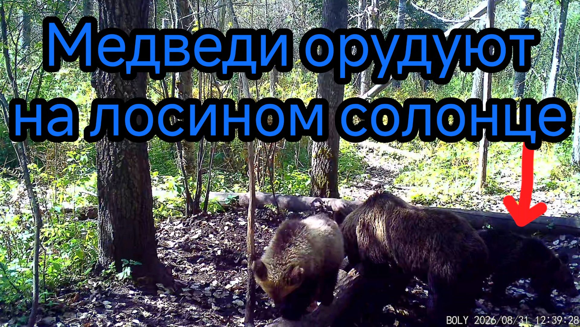 Последние кадры с фотоловушки. Медведи орудуют на лосином солонце.