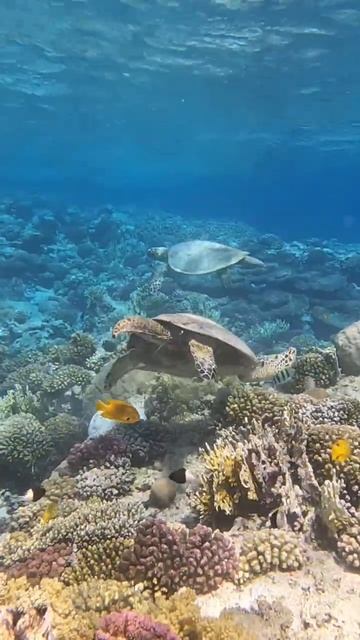 #Turtles Stella Makadi Beach Hurghada