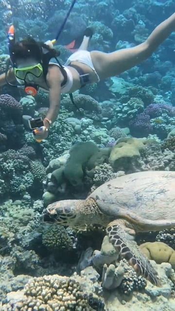 #Turtle