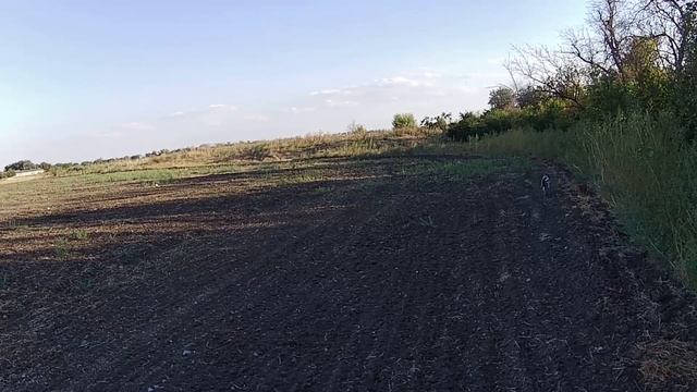 Открытие охоты на куропатку