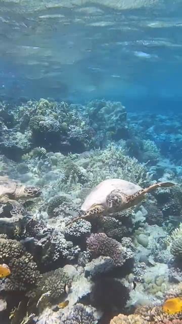 #Turtles Stella Makadi Beach Hurghada (1)