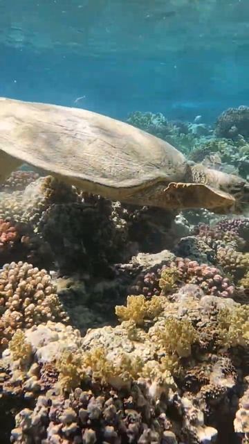 #Turtles Stella Makadi Beach Hurghada 🐢