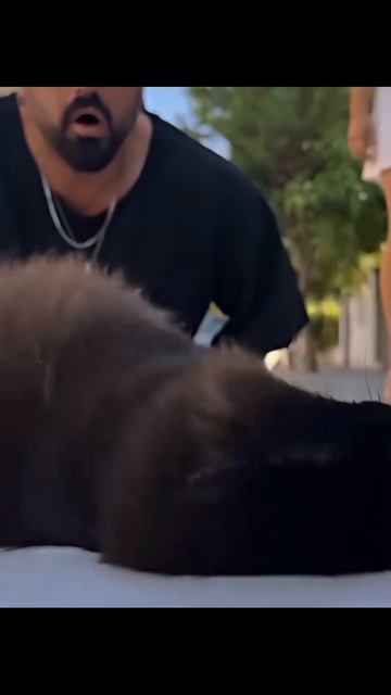 кот сигма 😎