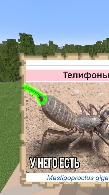 🕷️УГАДАЙ ПОСТРОЙКУ | CLEX