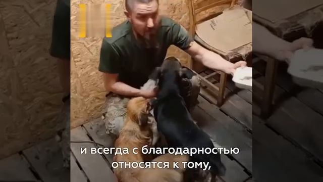 Хвостатые друзья на войне