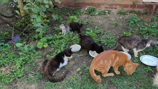 Котики и Уголек новости.